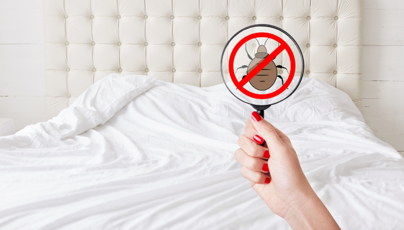 Punaises de lit en région PACA : dès les premiers signes d’infestation, contactez cette entreprise !